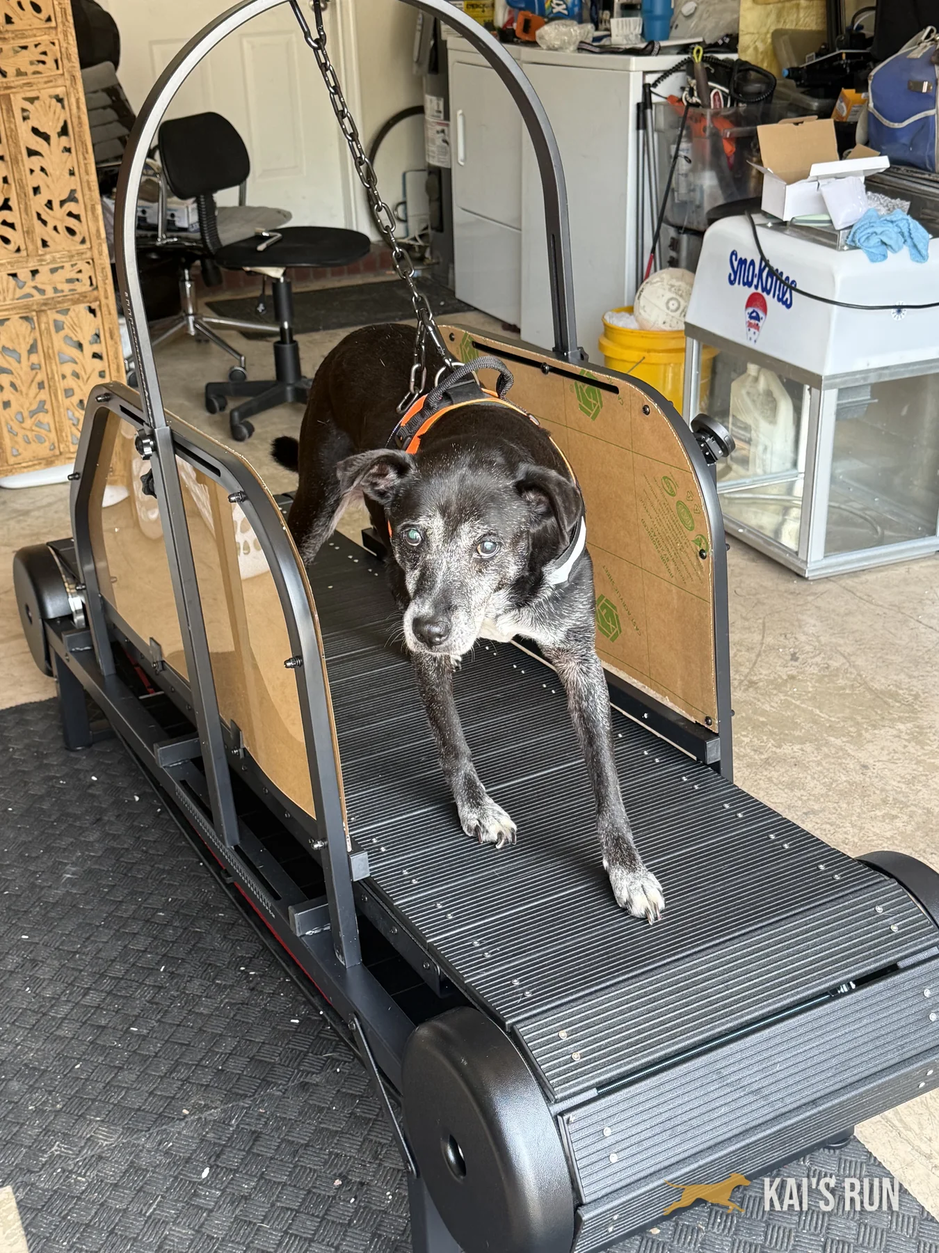 Bailey the senior black dog standing on the Ronzeil Slatmill belt during her quality control inspection