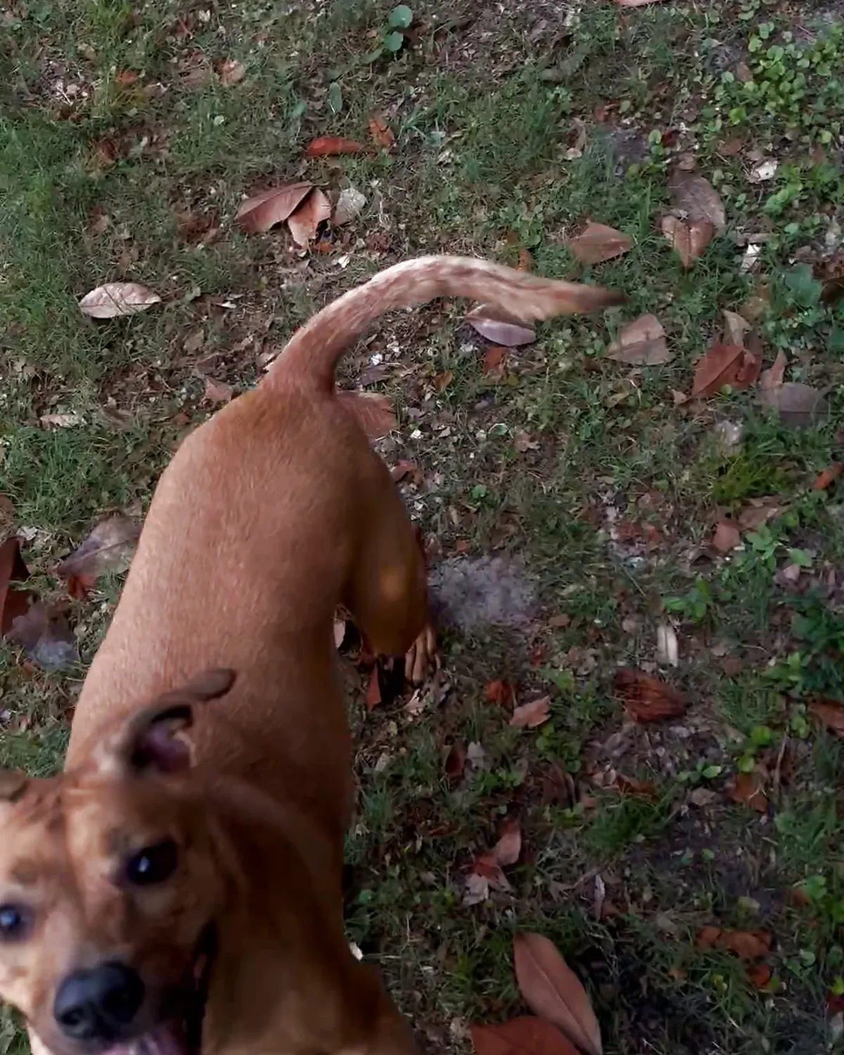 Kai, a Rhodesian Ridgeback mix, looking up at the camera with his tongue out