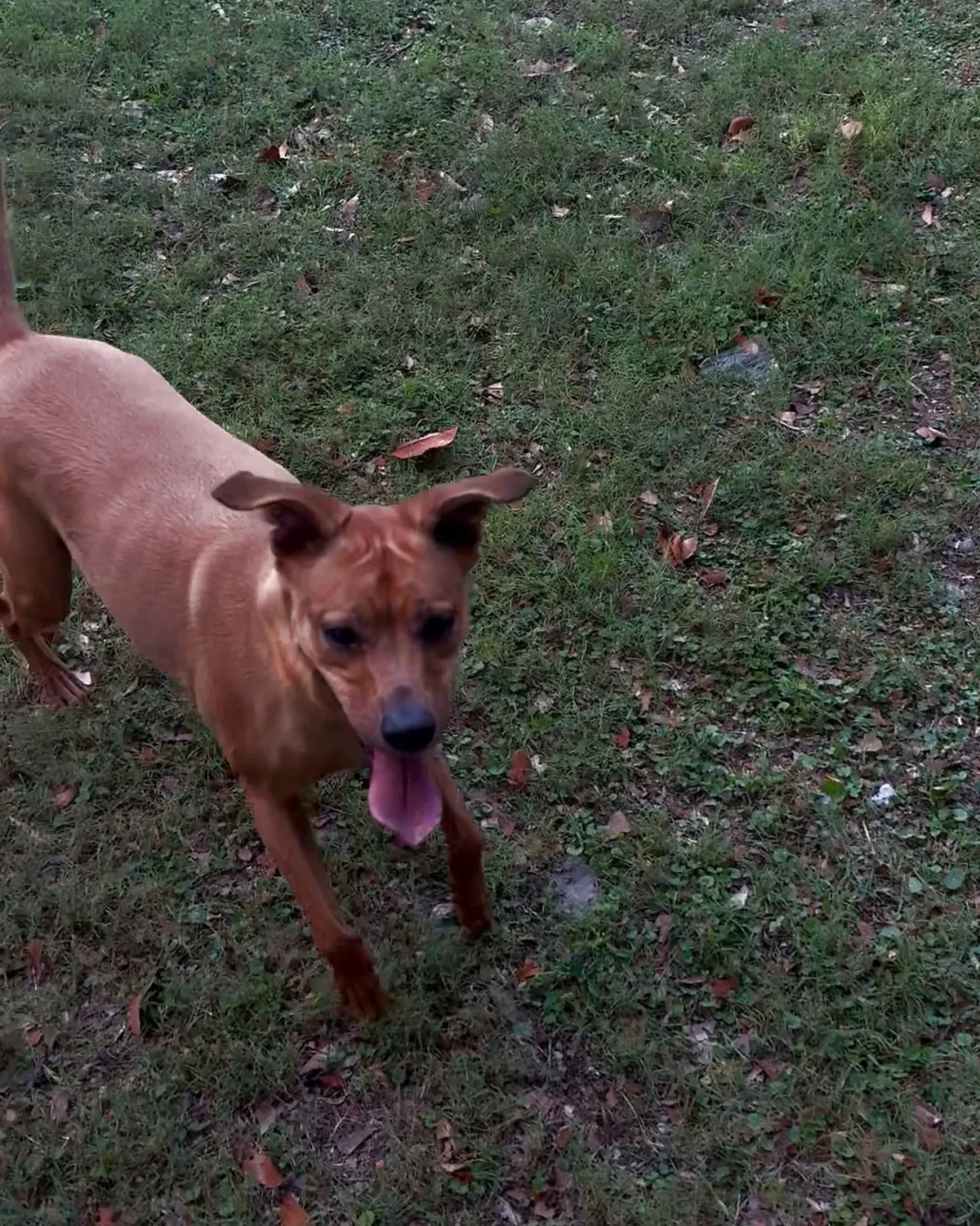 Kai running toward the camera at full stride across the grass