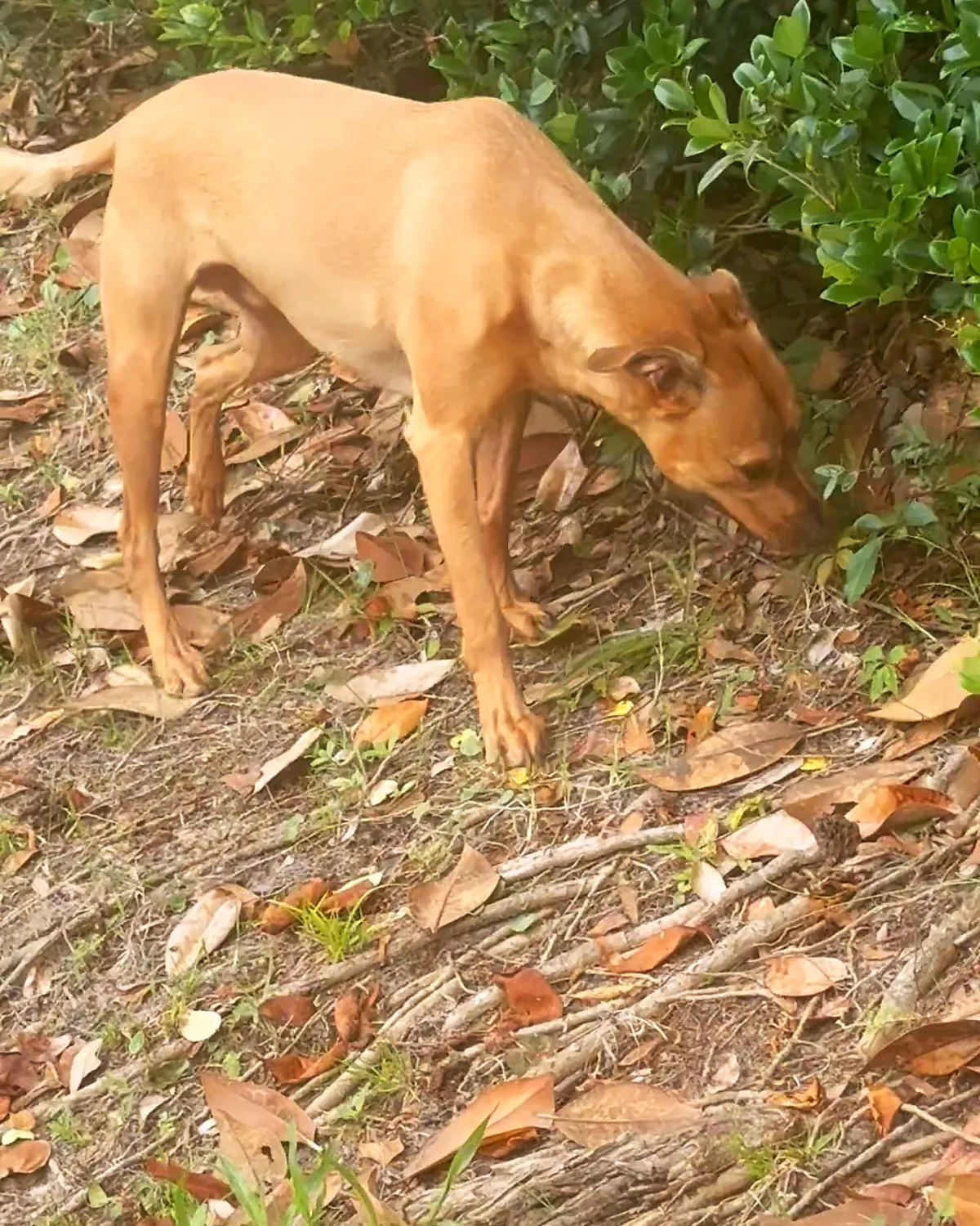 Kai moving along a coastal hedge line in profile