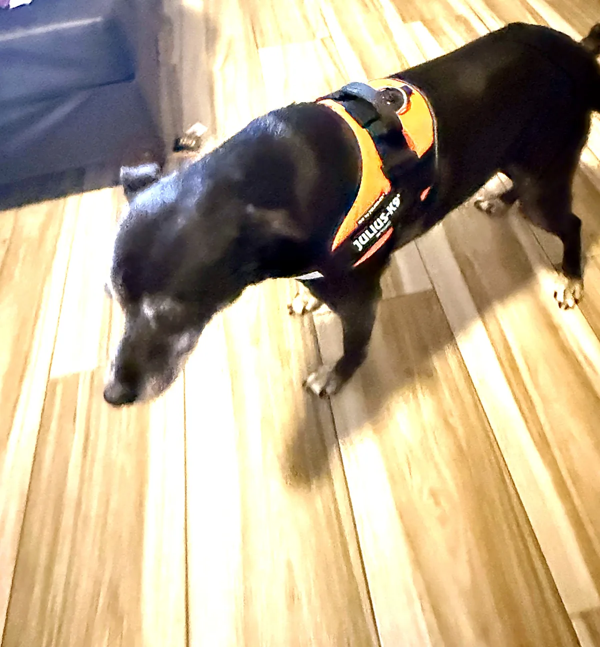 Bailey, an older dog, settled and calm in her Julius-K9 IDC Powerharness