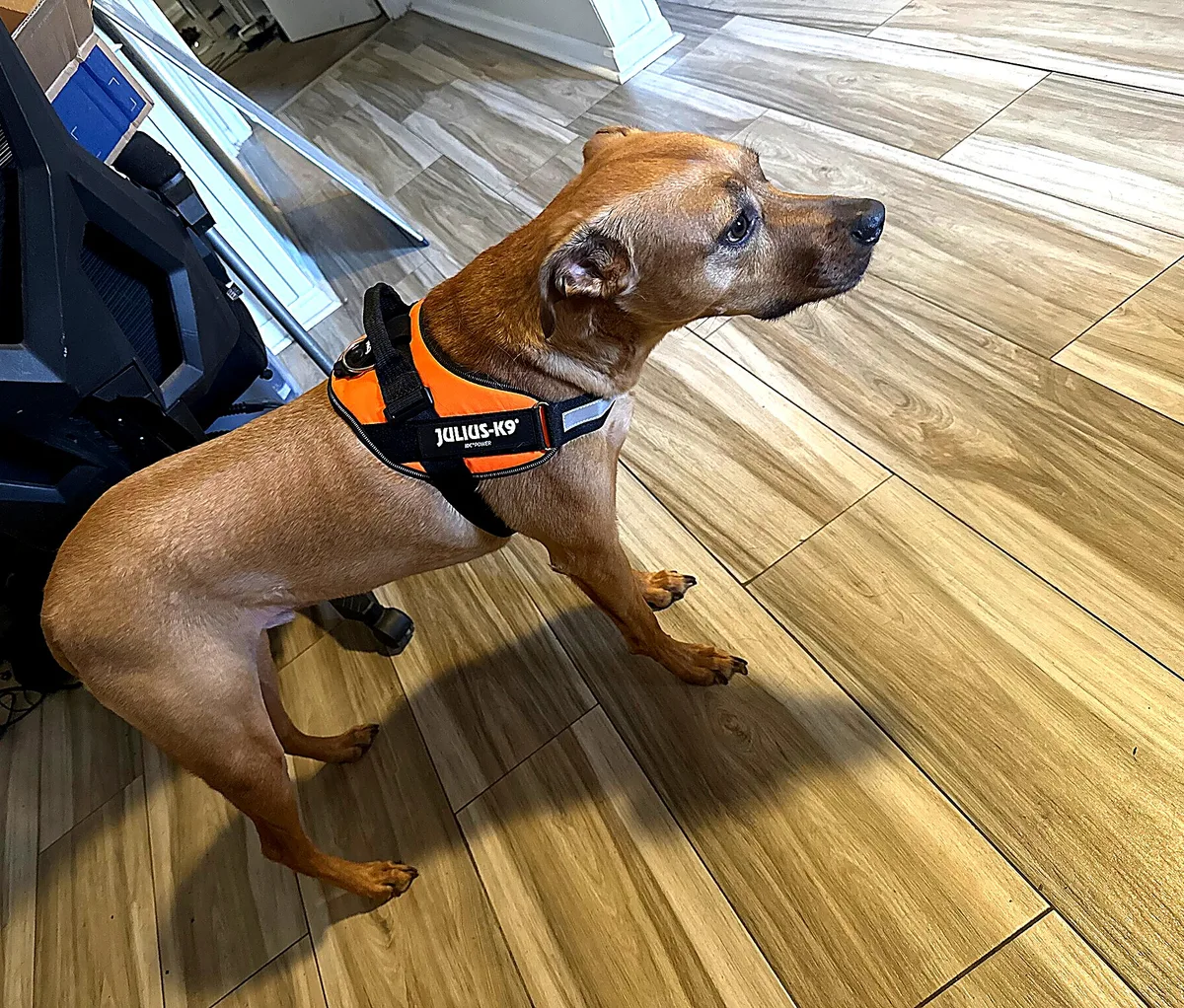 Close fit of the Julius-K9 IDC Powerharness on an alert dog