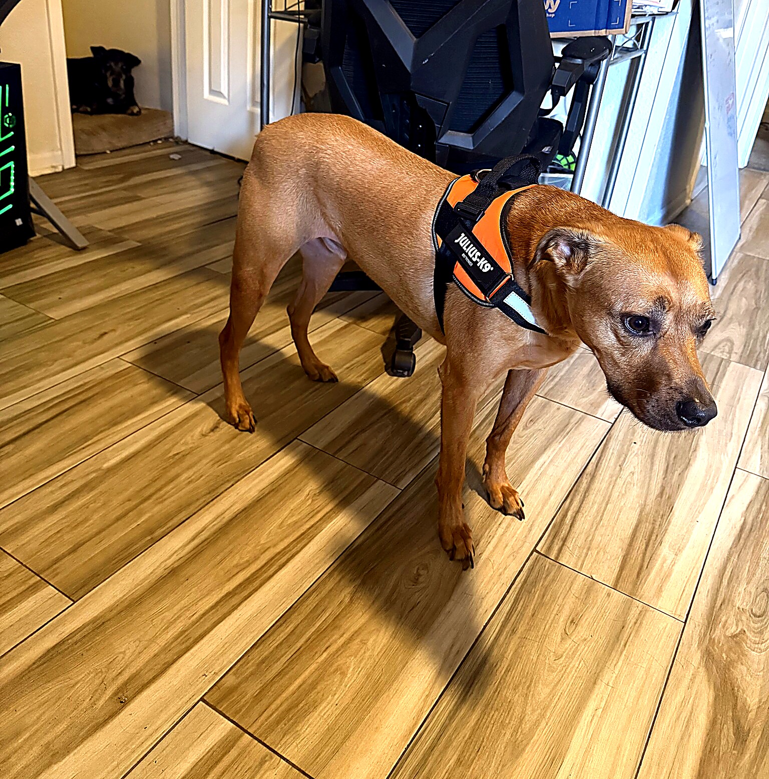 Kai wearing the Julius-K9 IDC Powerharness