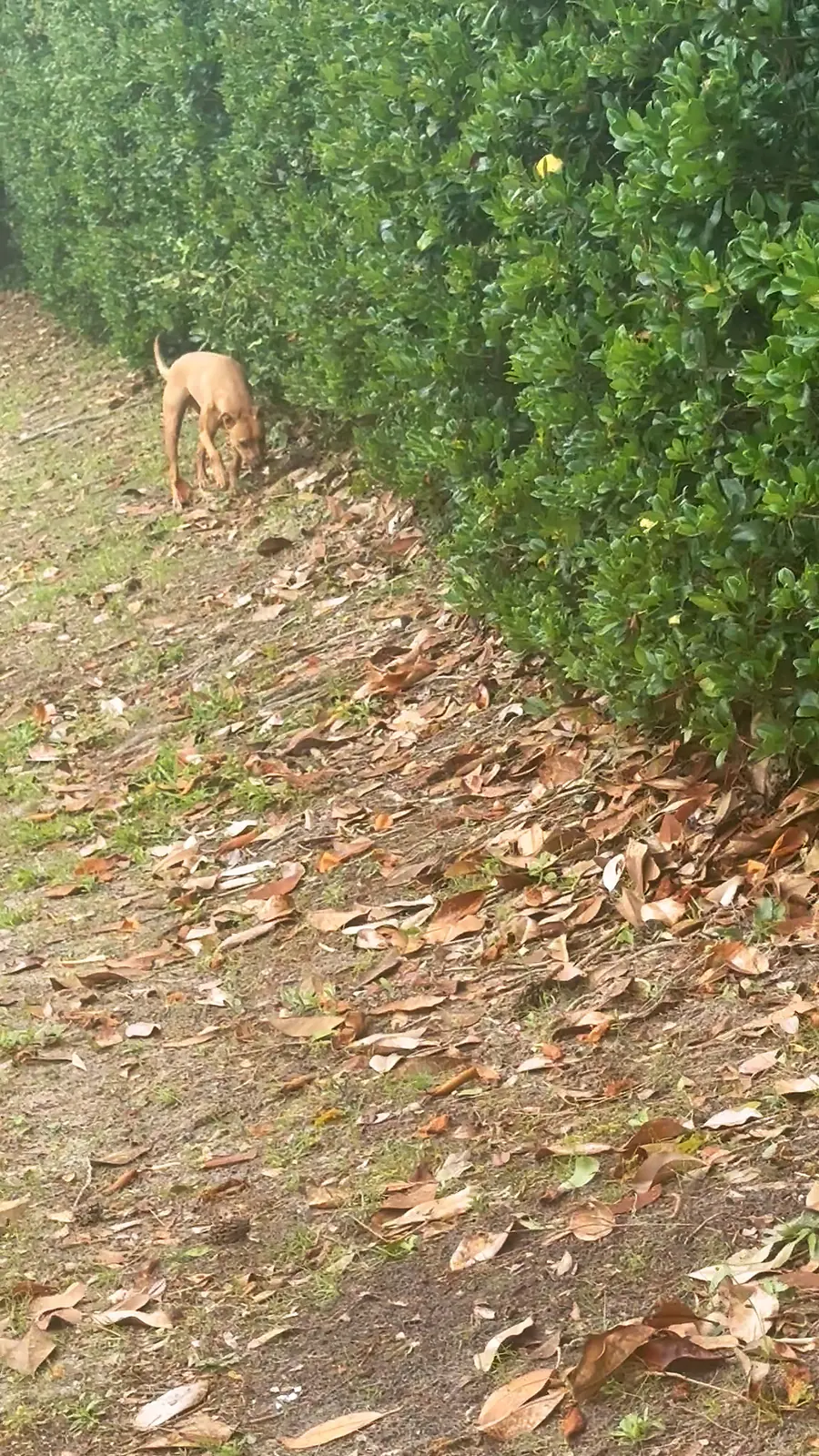 Kai working a shaded Emerald Coast trail