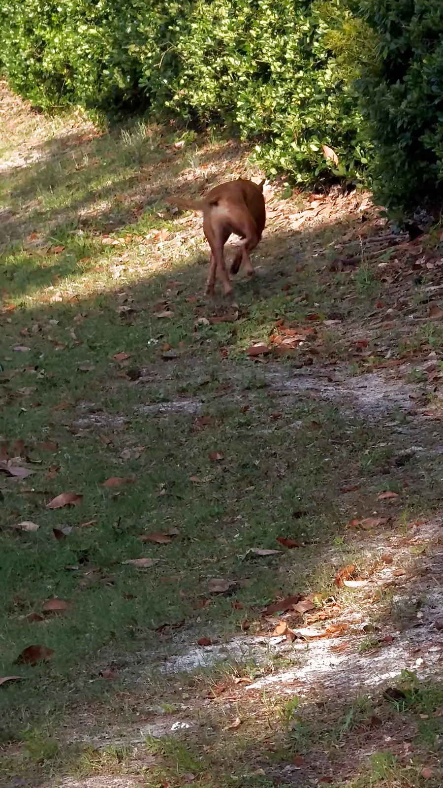 Kai walking into late-day light along the treeline