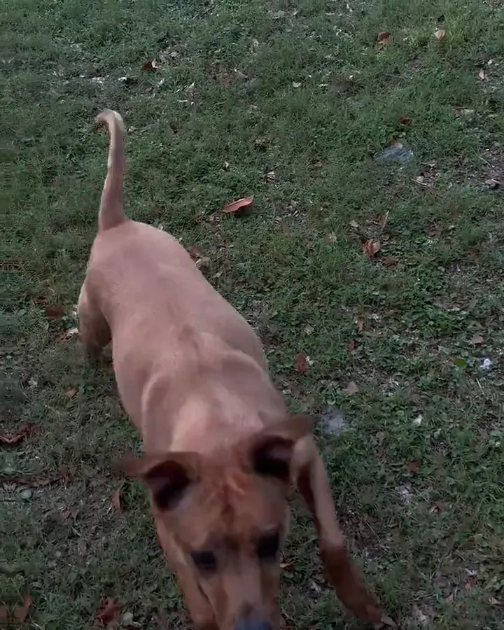Kai running toward the camera at full stride