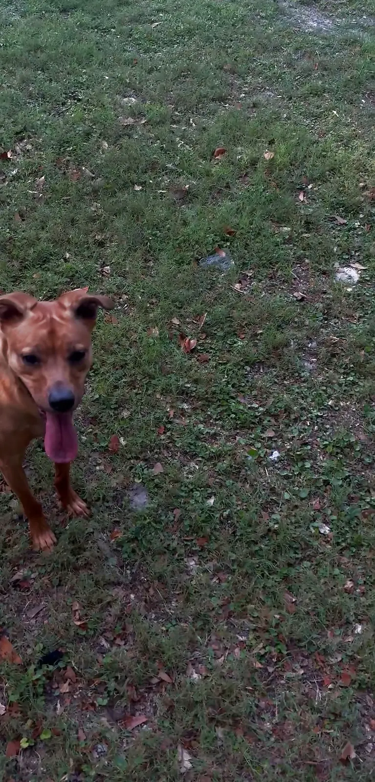 Kai mid-stride with a front paw lifted and ears back