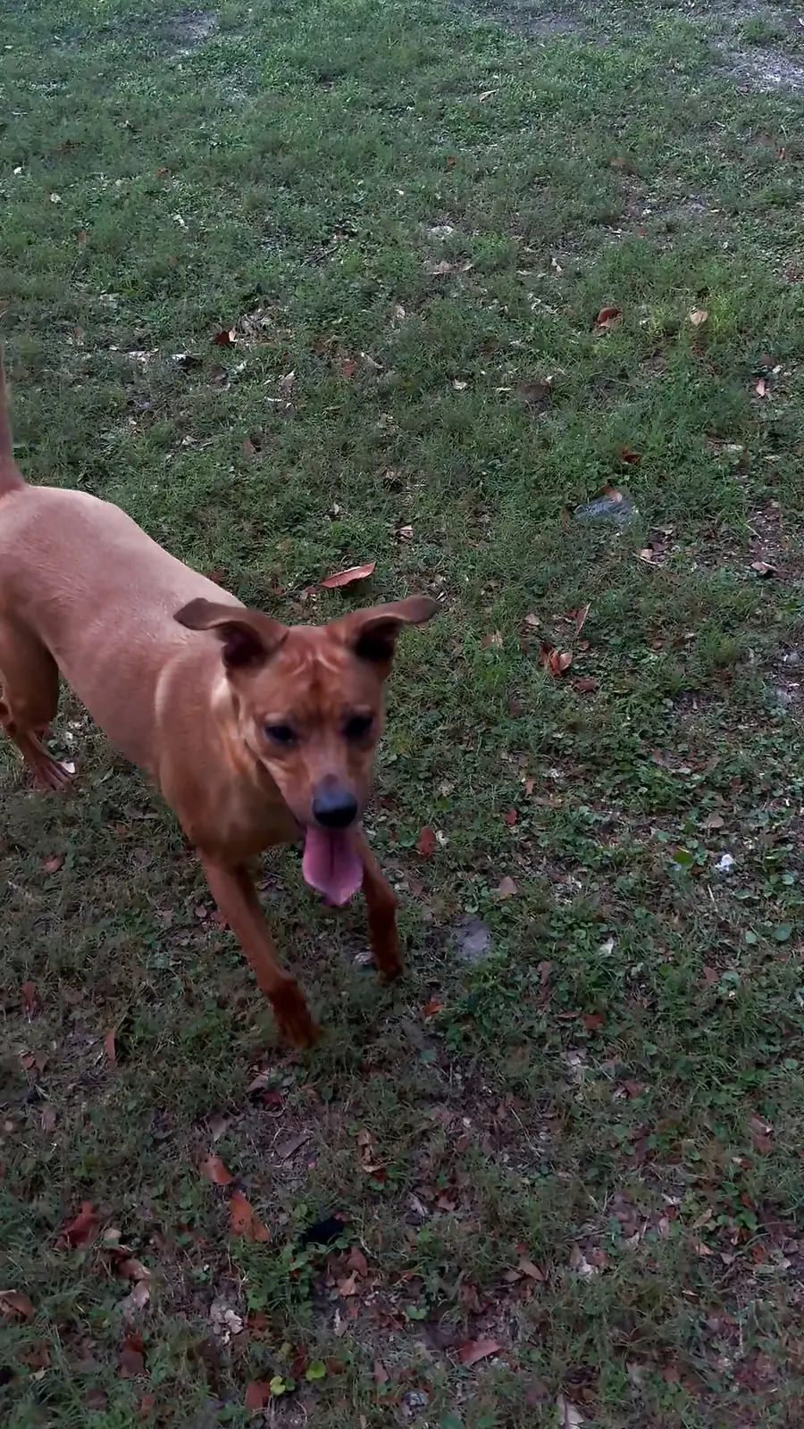 Kai, a Rhodesian Ridgeback mix, running at full stride across the grass