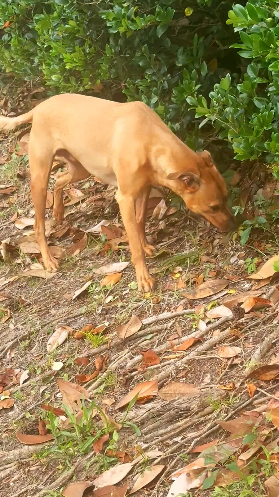 Kai moving along a coastal hedge line in profile
