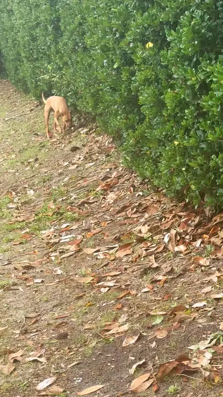 Kai working a shaded Emerald Coast trail