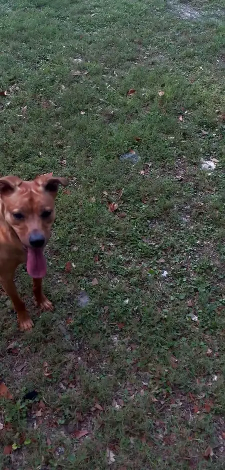Kai mid-stride with a front paw lifted and ears back