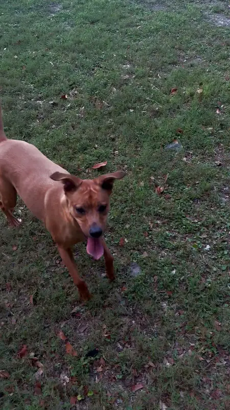 Kai, a Rhodesian Ridgeback mix, running at full stride across the grass