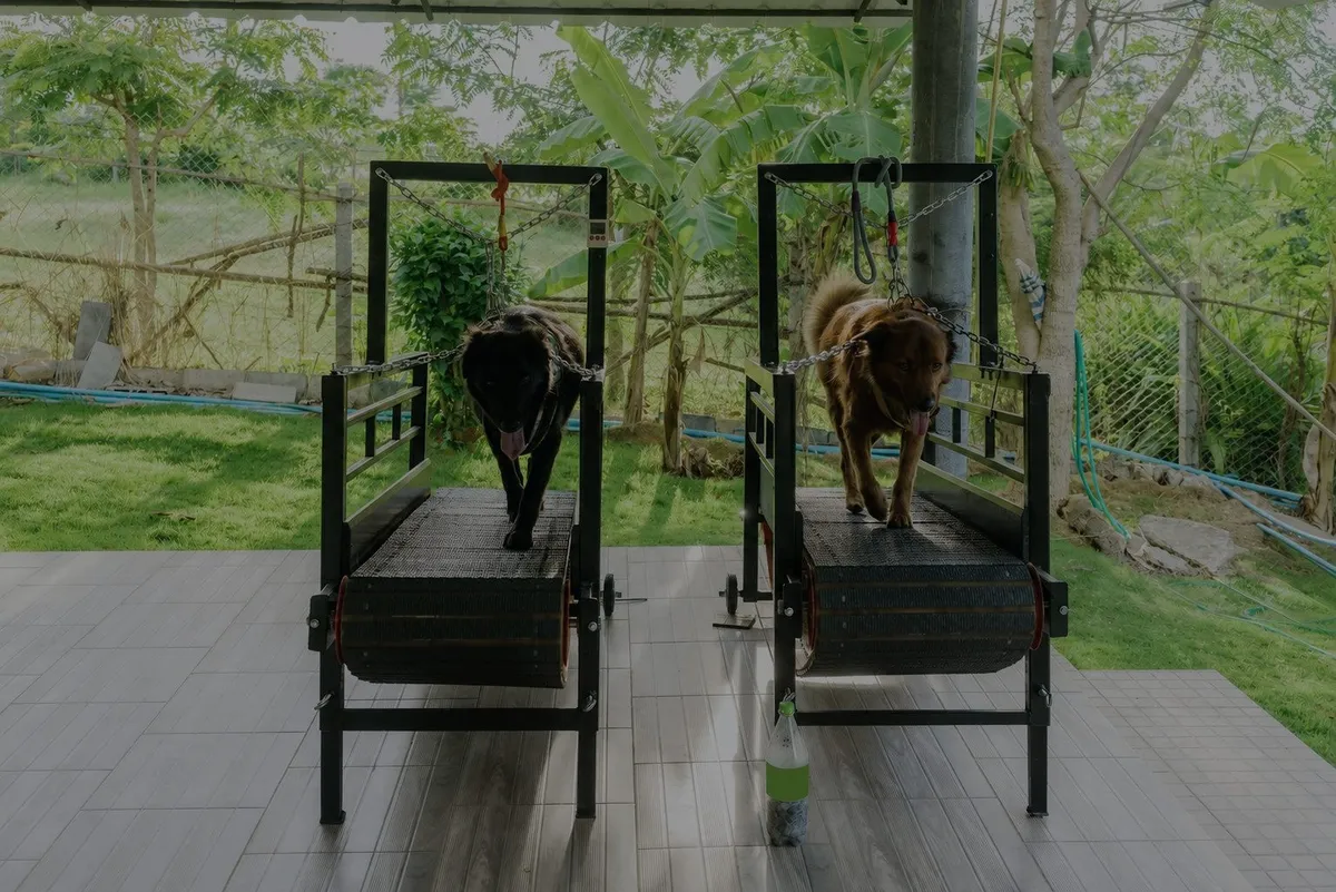 A self-powered slatmill — the dog sets its own pace, no motor